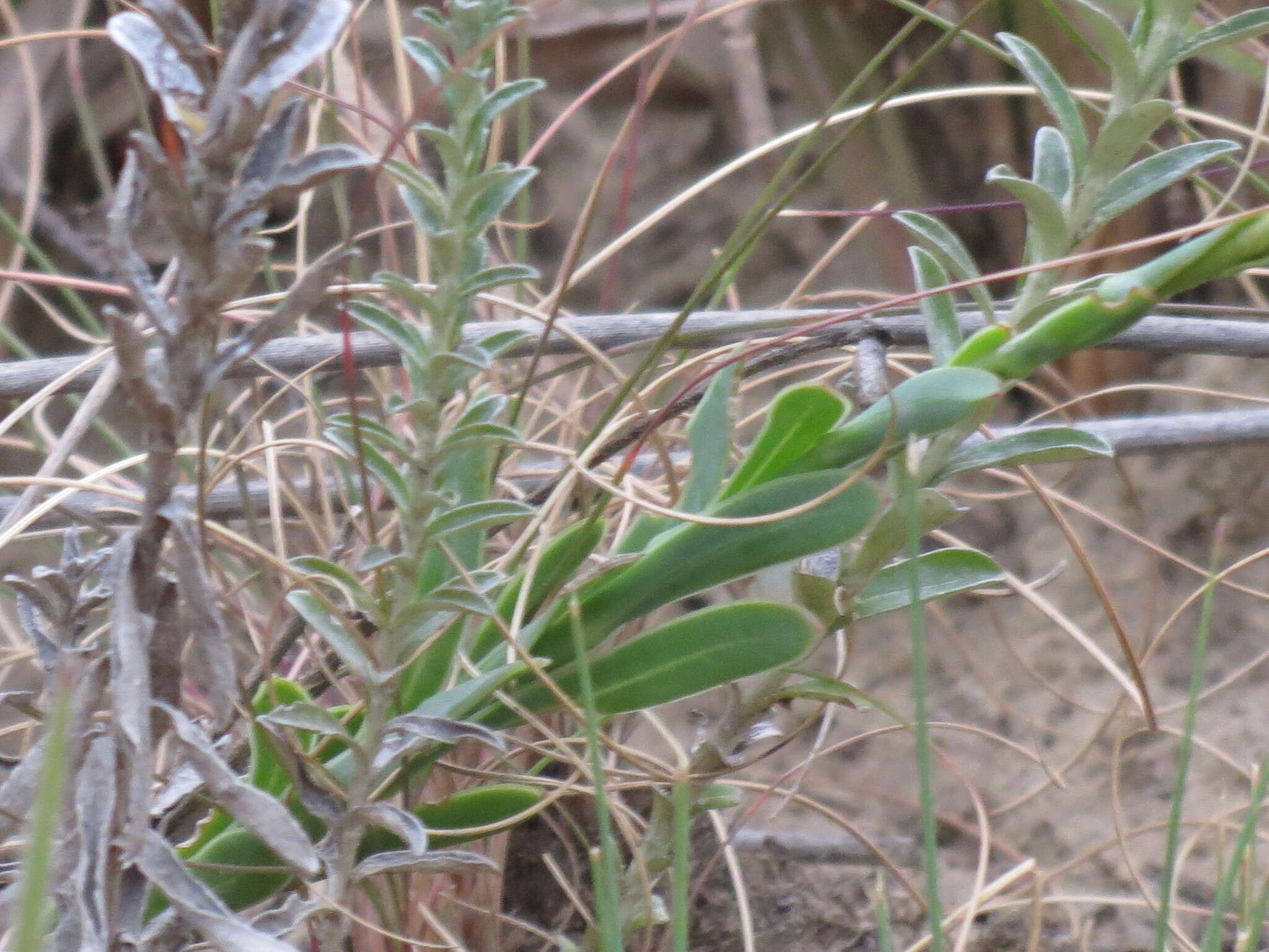 Image de Osteospermum imbricatum L.