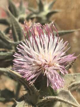 Image of Carthamus glaucus M. Bieb.