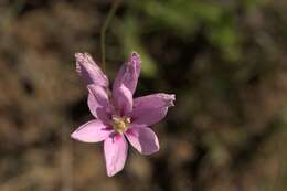 Image of Ixia helmei Goldblatt & J. C. Manning