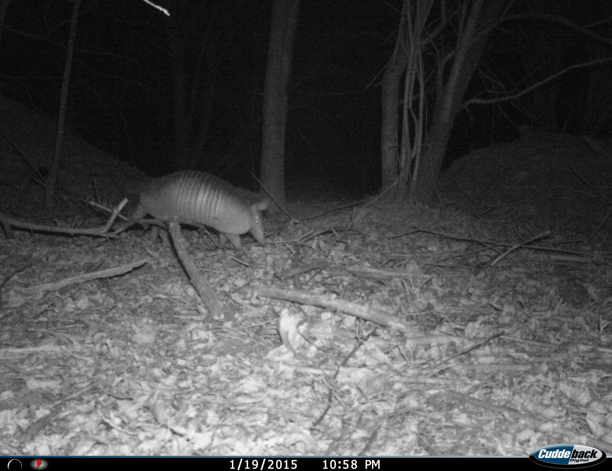 Image of long-nosed armadillos