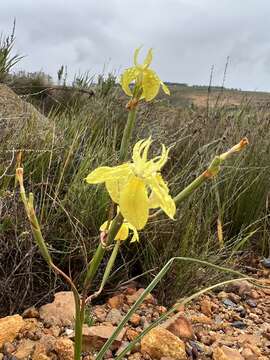 Image of Moraea bituminosa (L. fil.) Ker Gawl.