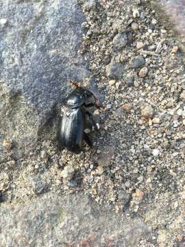 Image of Nicrophorus (Nicrophorus) humator (Gleditsch 1767)