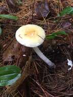 Image of Amanita albocreata (G. F. Atk.) E.-J. Gilbert 1941