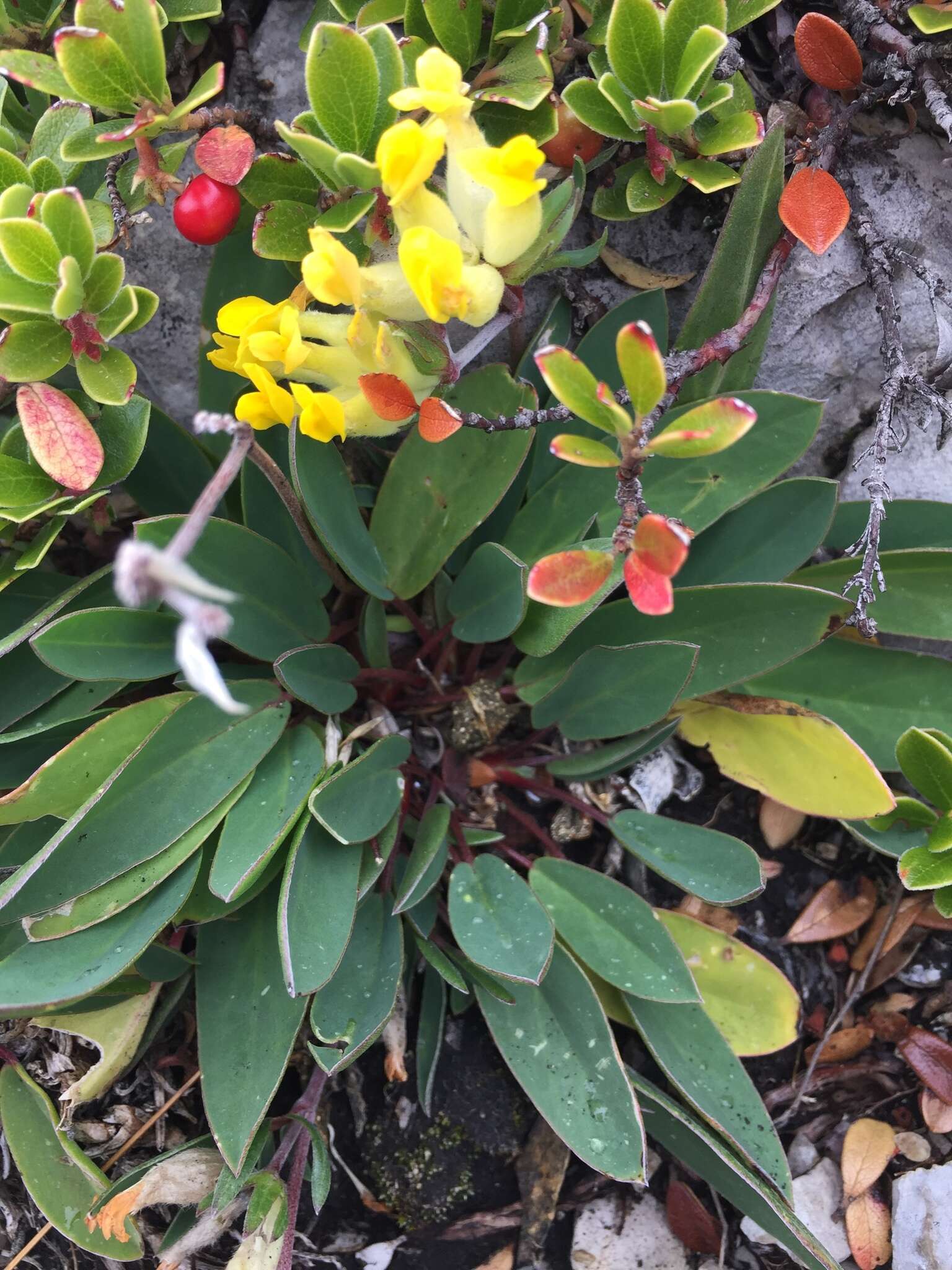 Image of Anthyllis vulneraria subsp. alpestris (Hegetschw.) Asch. & Graebn.