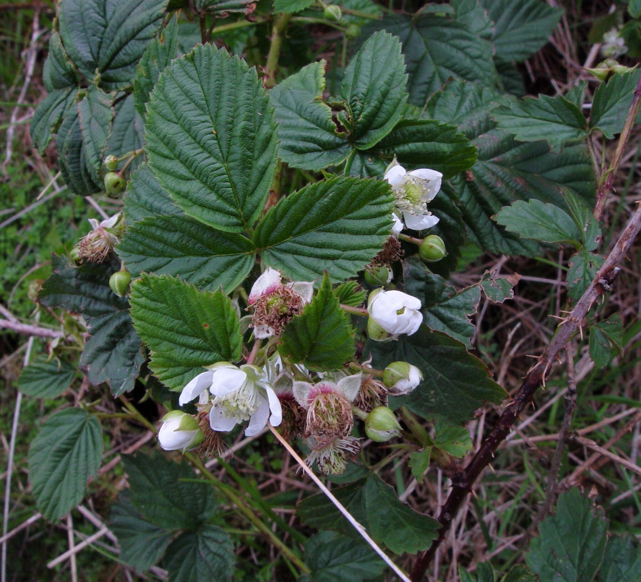 Image of Rubus scissus W. C. R. Watson