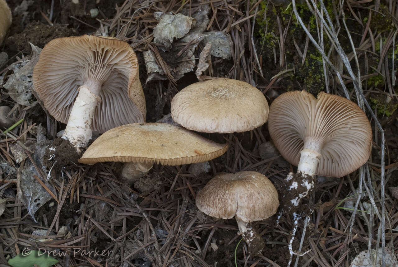 Image of Cleistocybe vernalis Ammirati, A. D. Parker & Matheny 2007