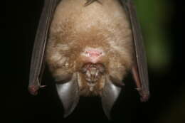 Image of Blyth's Horseshoe Bat