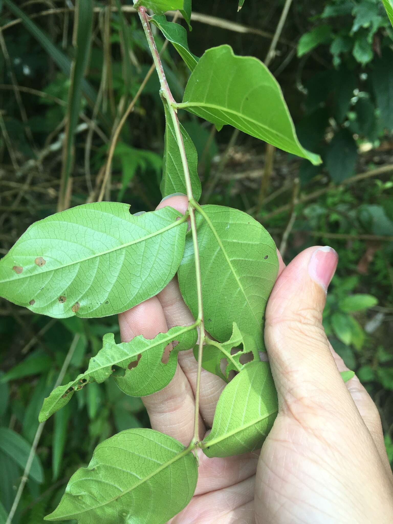 Image of Lagerstroemia subcostata Koehne