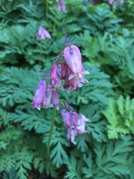 Dicentra formosa subsp. formosa resmi