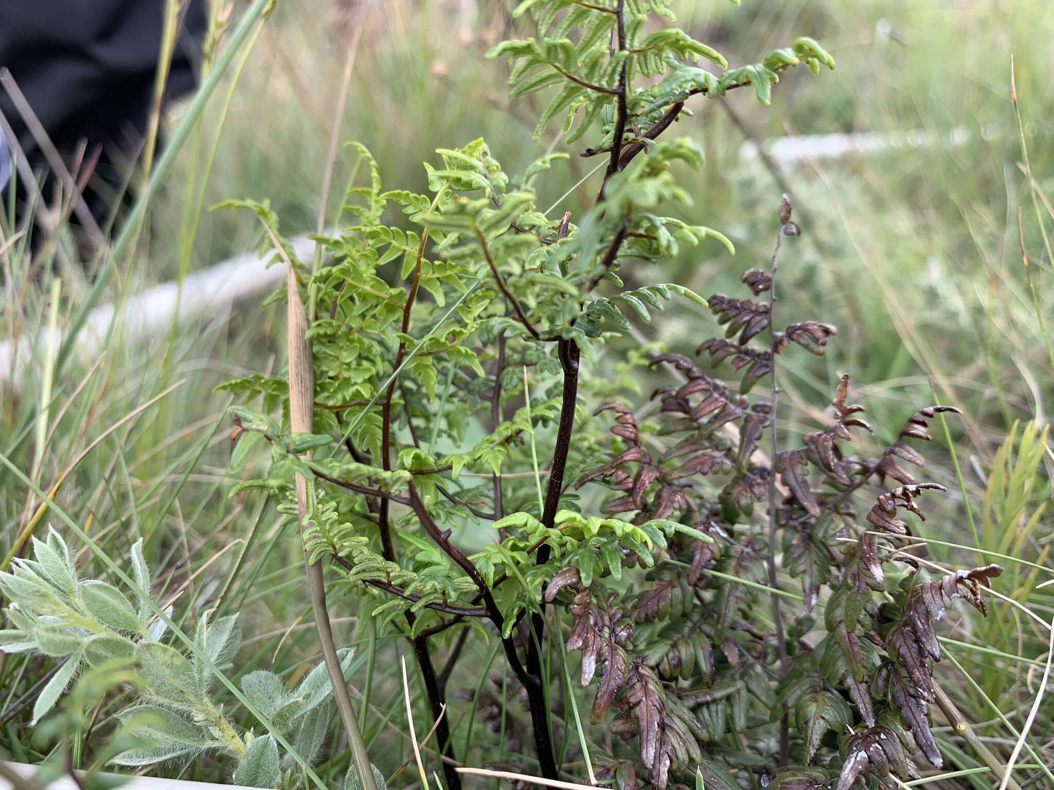 Imagem de Cheilanthes quadripinnata (Forsk.) Kuhn