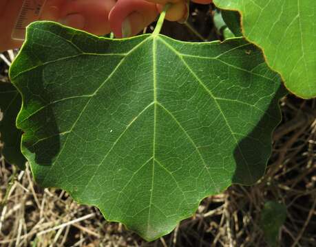 Image de Rhoicissus tomentosa (Lam.) Wild & R. B. Drumm.