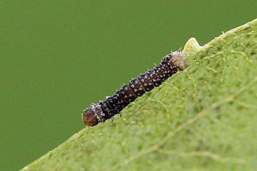 Imagem de Geometra papilionaria Linnaeus 1758