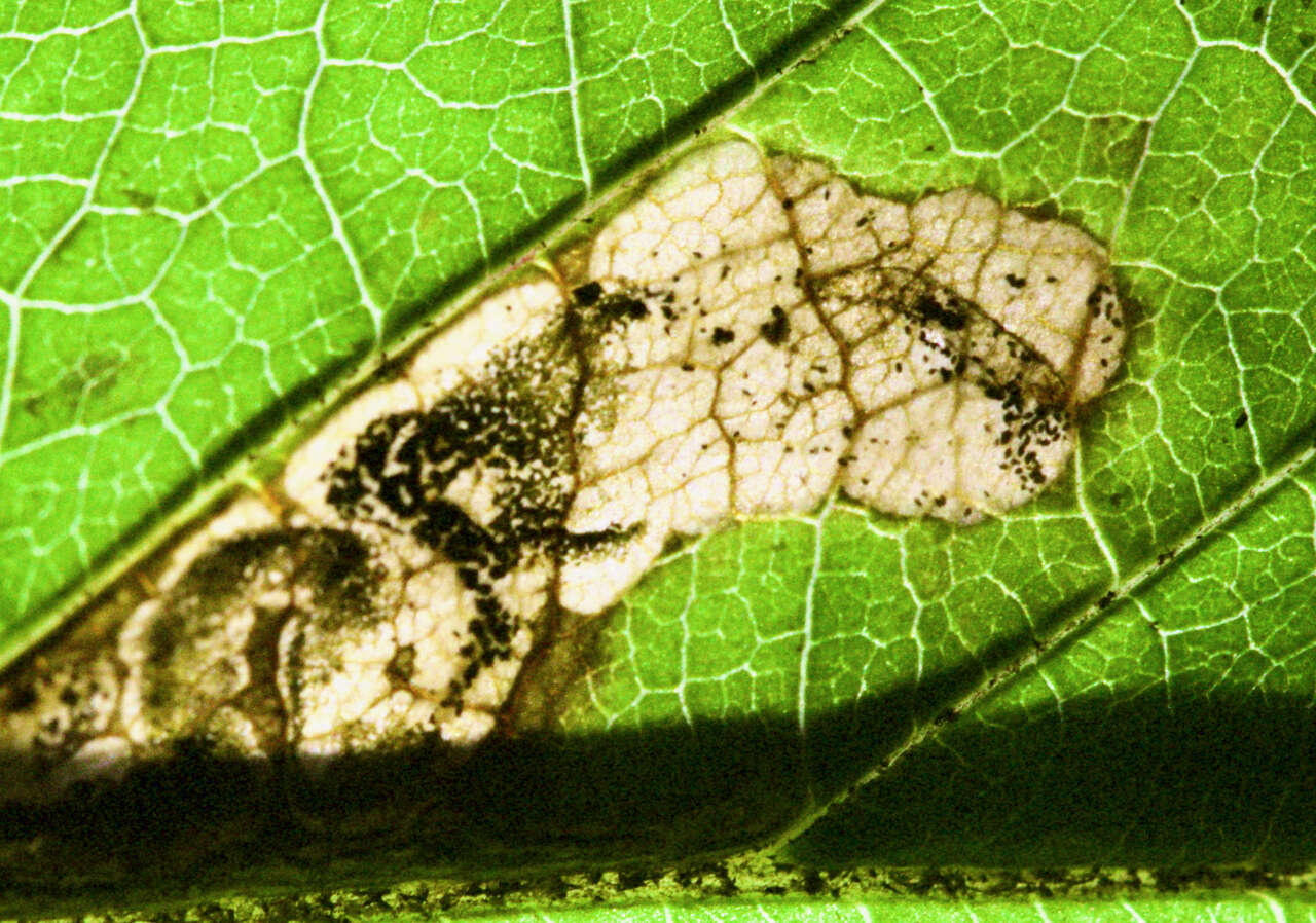 Image of Ectoedemia rubifoliella (Clemens 1860) Wilkinson et al. 1979