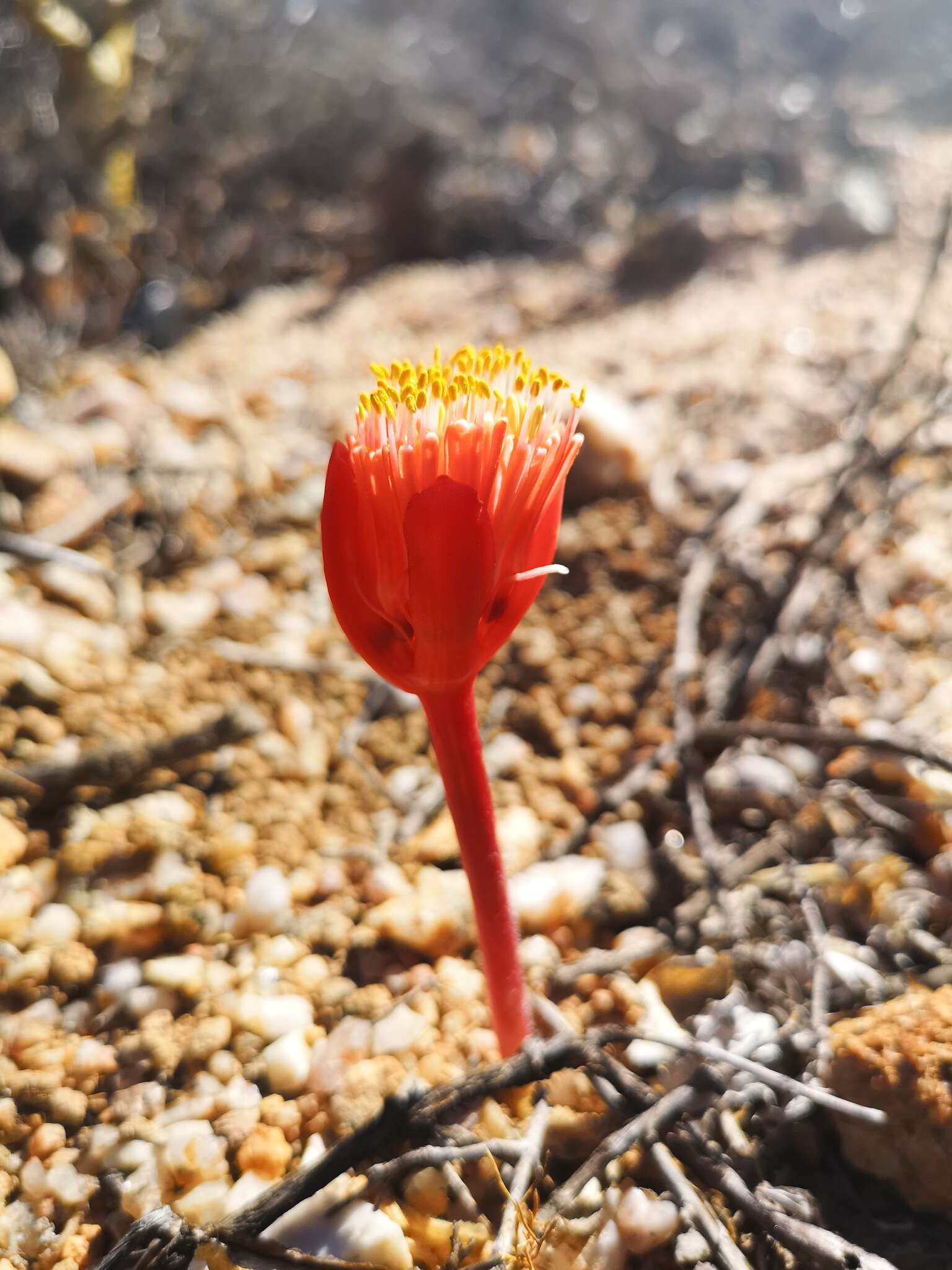 Imagem de Haemanthus unifoliatus Snijman