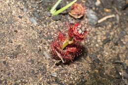 Image of Drosera platypoda Turcz.