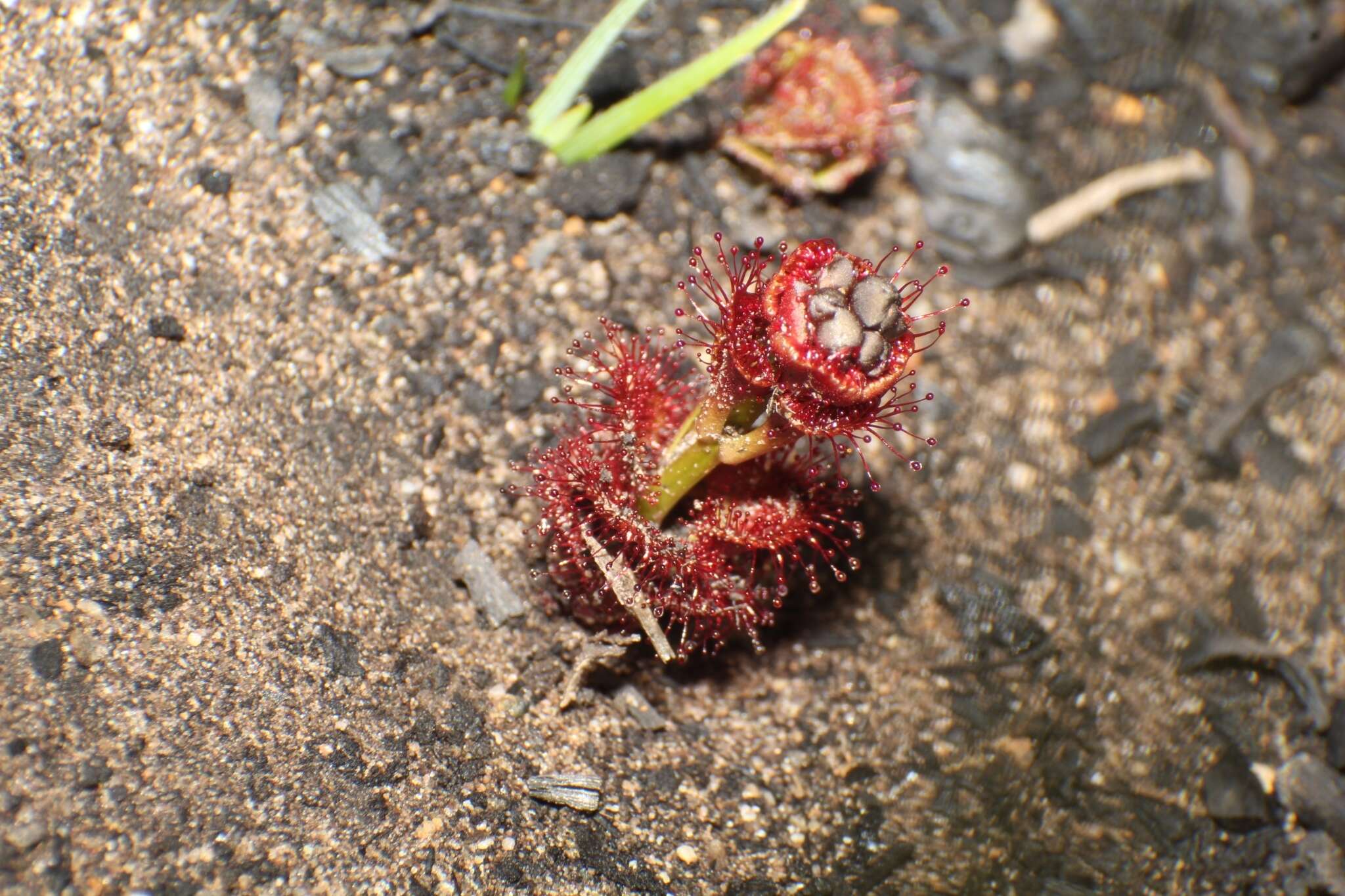 Imagem de Drosera platypoda Turcz.