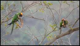 Image of Golden-capped Conure