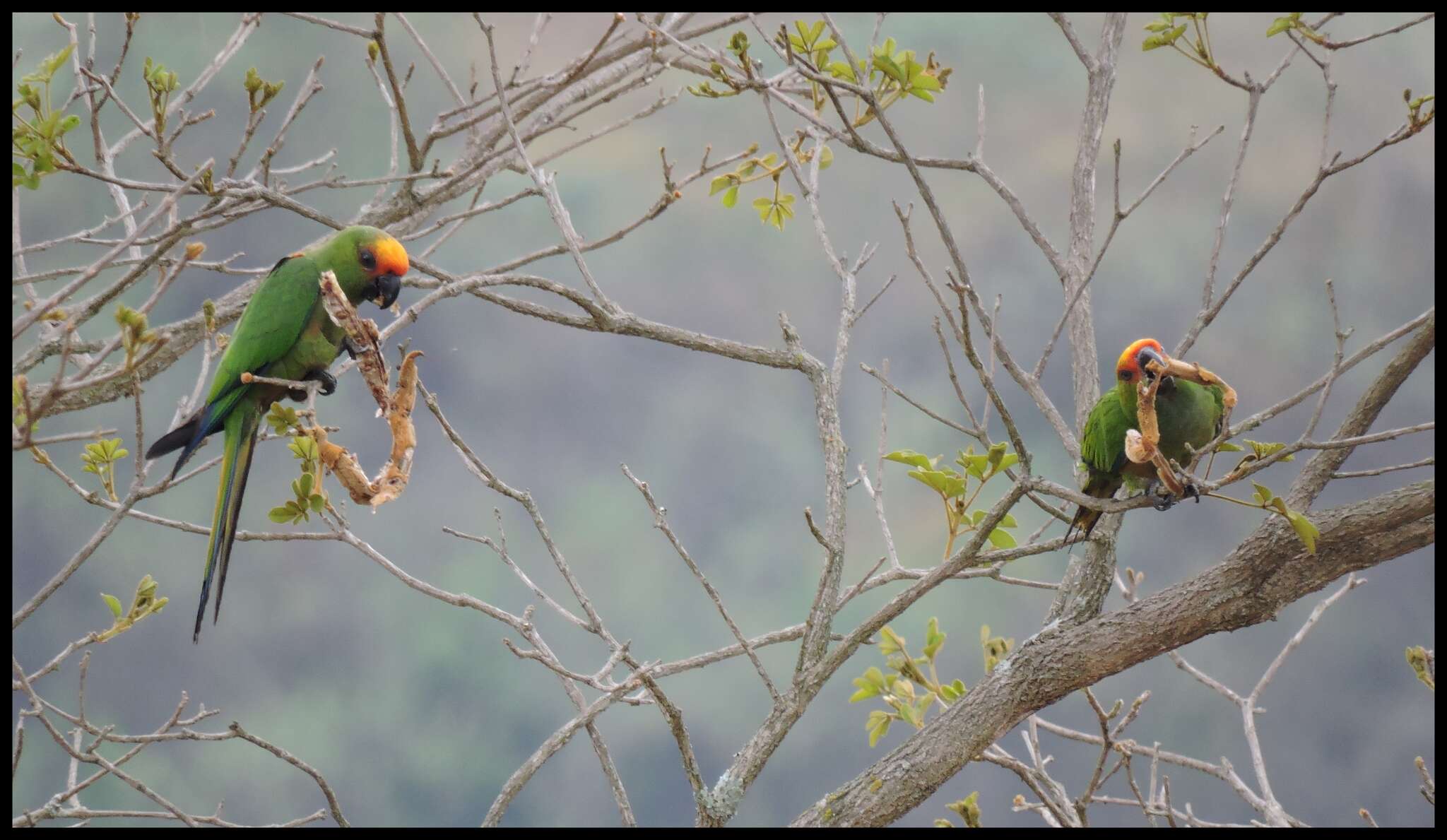 Image of Golden-capped Conure