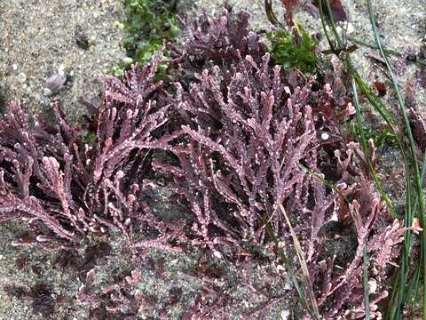 Image of Bossiella orbigniana