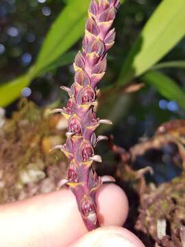 Image of Bulbophyllum clavatum Thouars