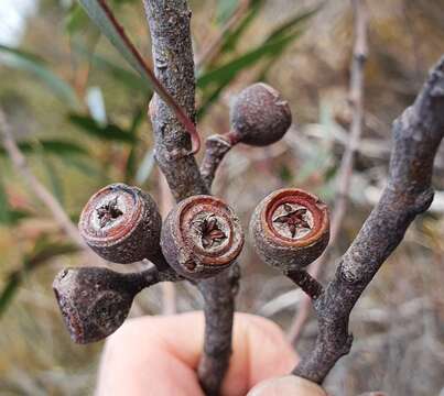 Слика од Eucalyptus burgessiana L. A. S. Johnson & Blaxell