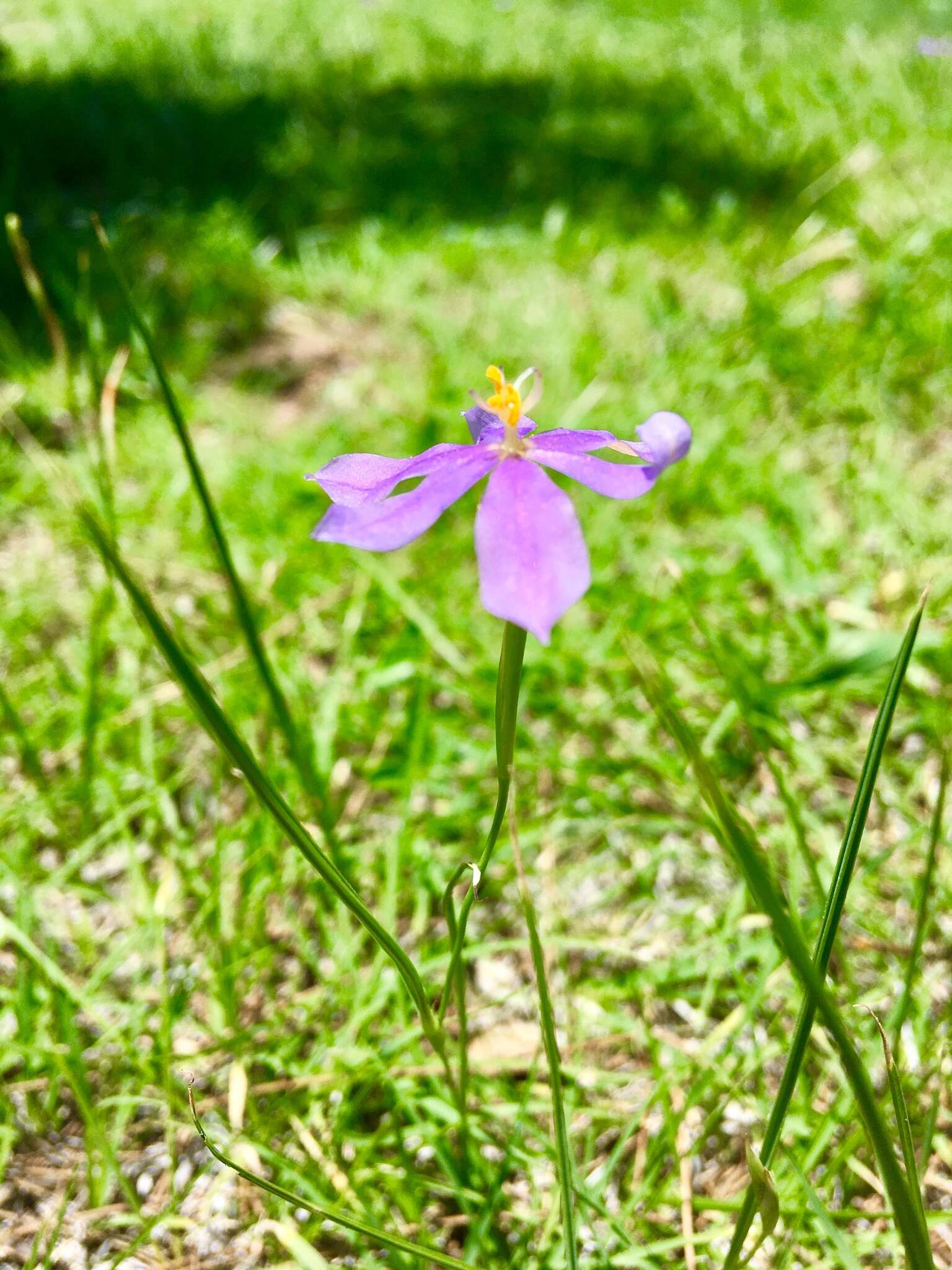 Image of southwestern pleatleaf