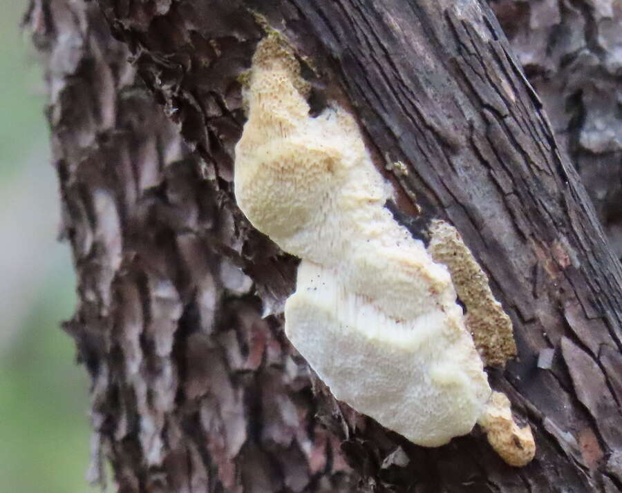 Image of Antrodia madronae Vlasák & Ryvarden 2012