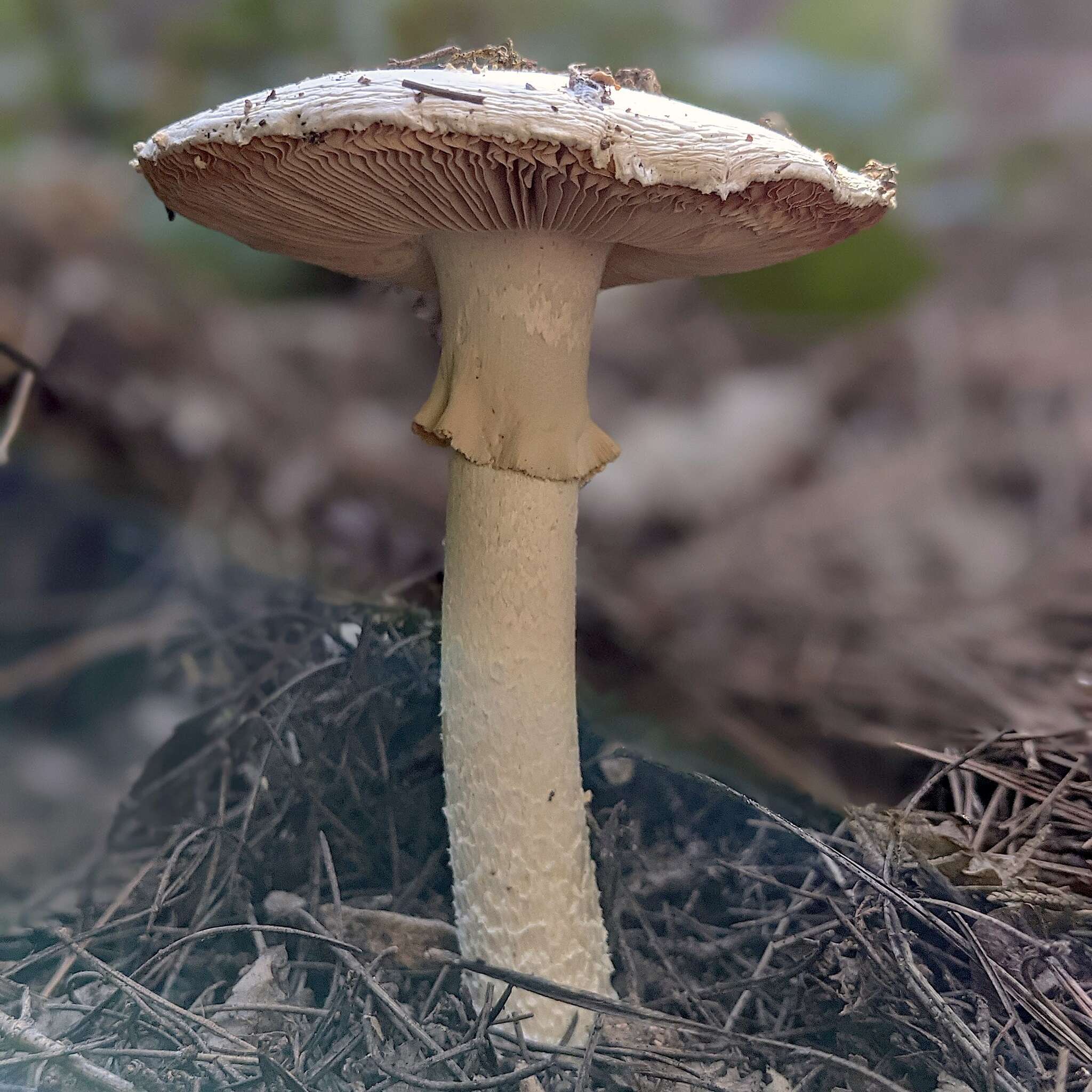 Image of Amanita gracilior Bas & Honrubia 1982