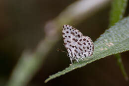 Image of Forest Pierrot