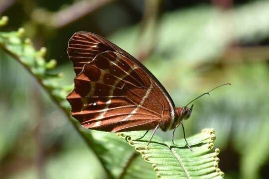 Image de Oxeoschistus simplex Butler 1868