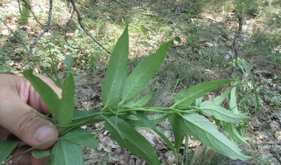 Image of Vincetoxicum albovianum (Kusnez.) Pobed.