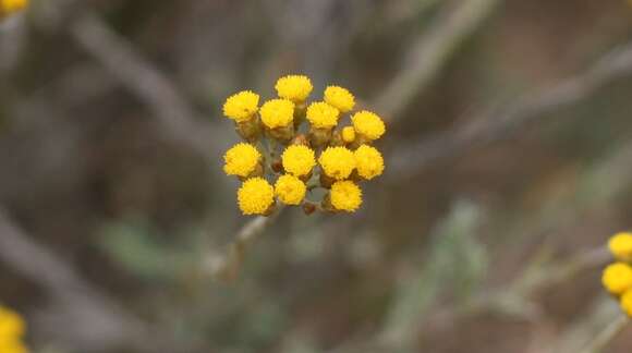 Image of Helichrysum anomalum Less.