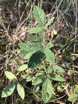 Слика од Rhynchosia tomentosa (L.) Hook. & Arn.