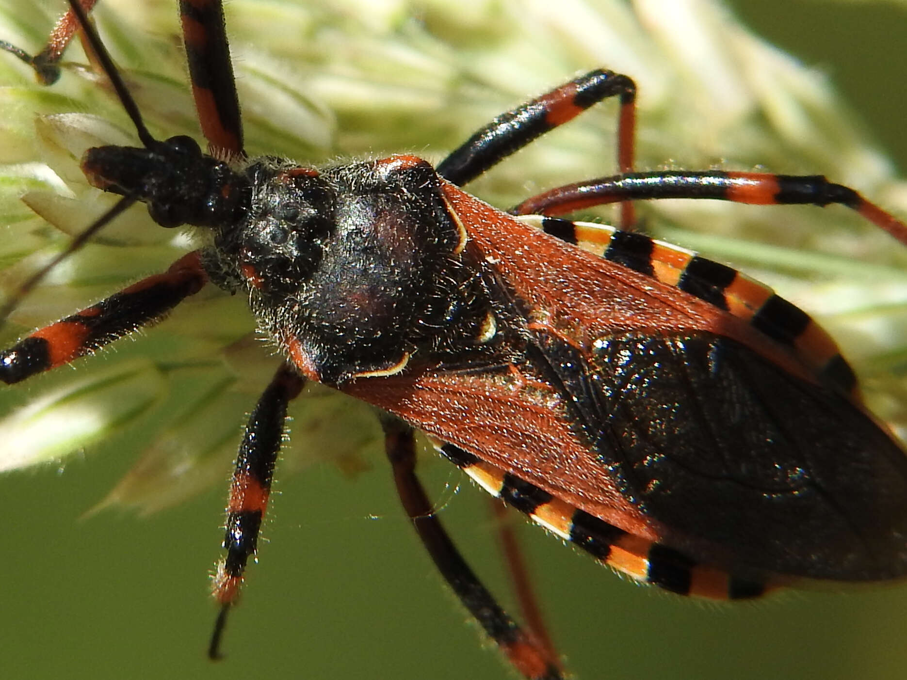 Image de Rhynocoris cuspidatus Ribaut 1922