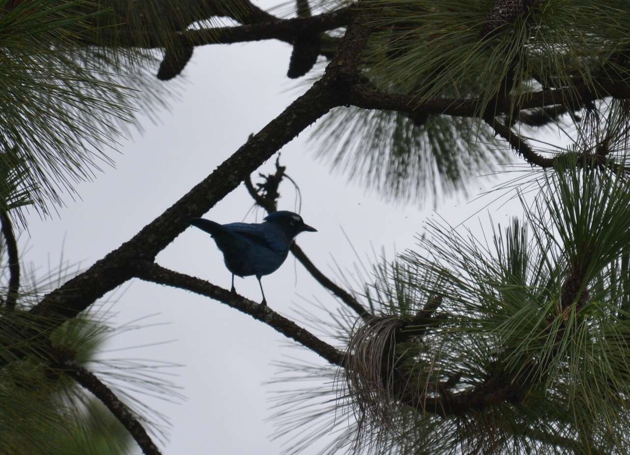 Image of <i>Cyanocitta stelleri ridgwayi</i>