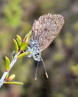 Image de Lycaena boldenarum White 1862