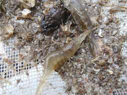 Image of common grass shrimp