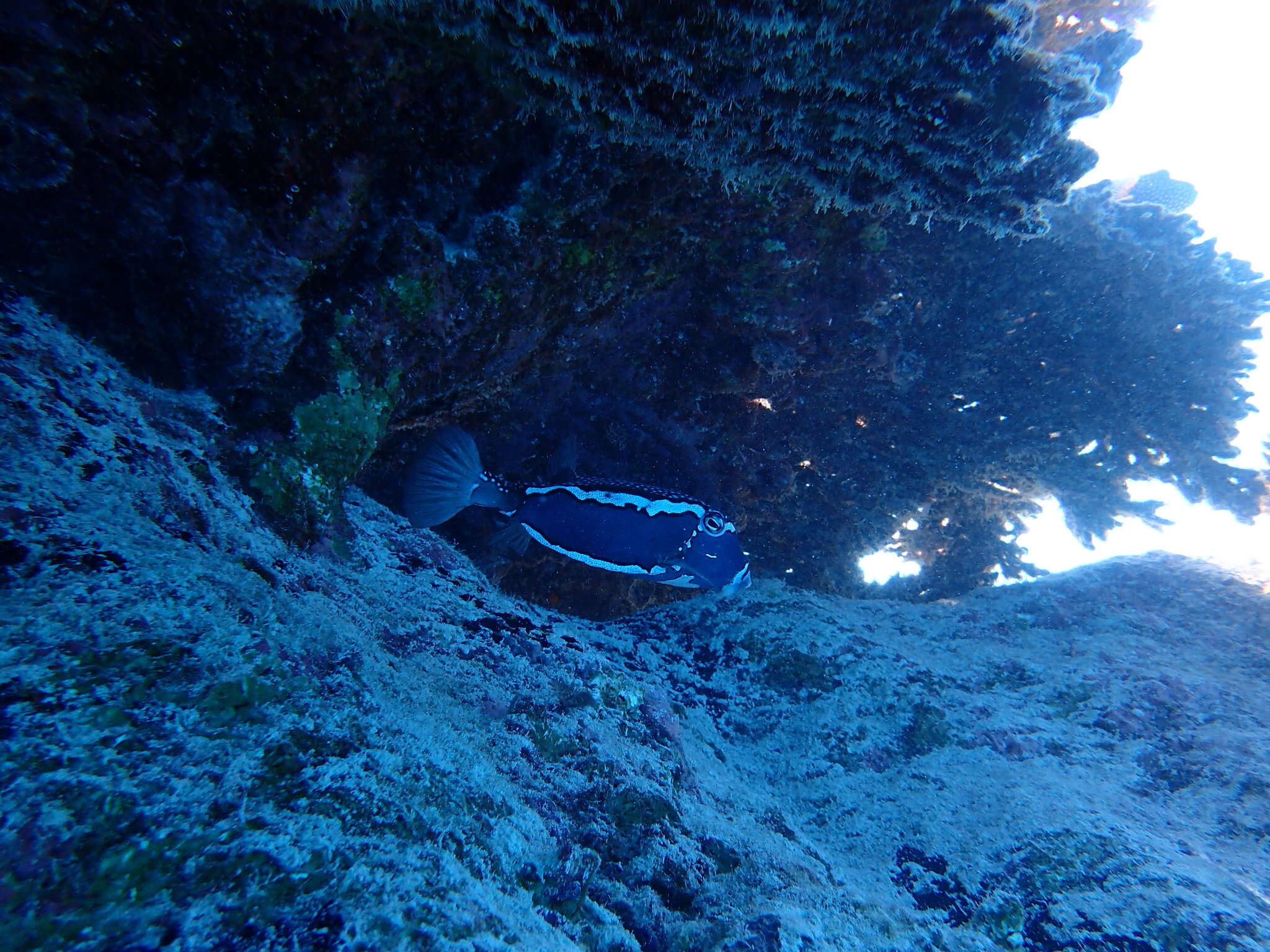 Image of Whitesided boxfish