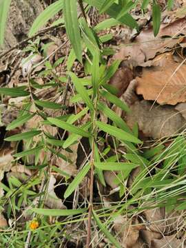 Plancia ëd Aldama angustifolia (Hook. & Arn.) E. E. Schill. & Panero