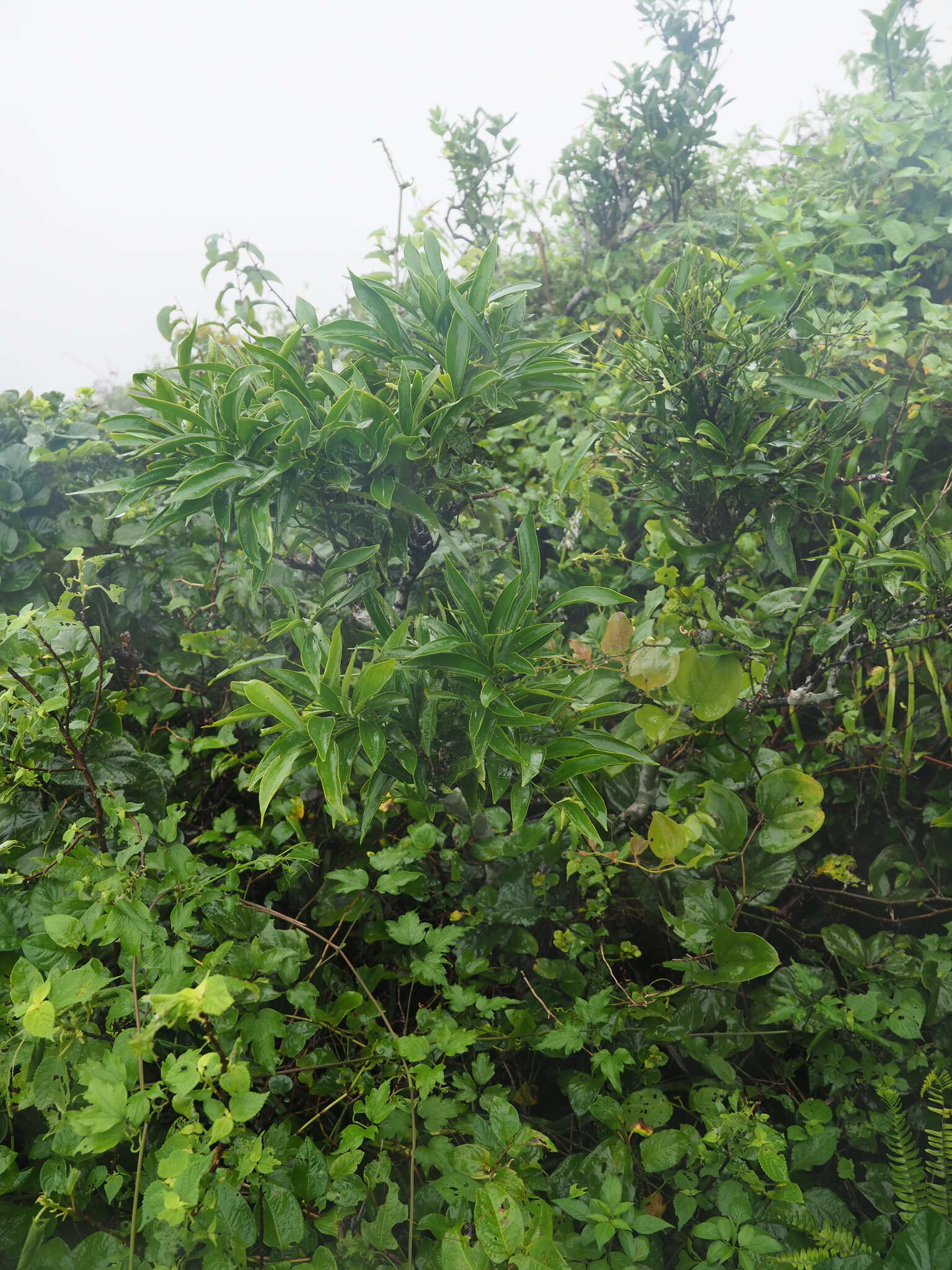 Image of laurel-leaf snailseed