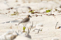 Слика од Charadrius marginatus Vieillot 1818