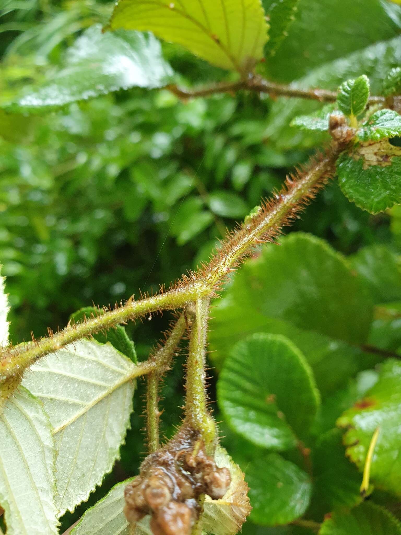 Image of yellow Himalayan raspberry