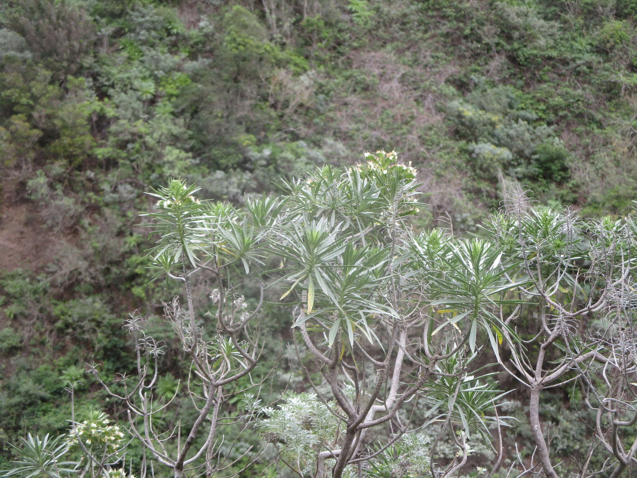 Image of Echium leucophaeum Webb ex Sprague & Hutchinson