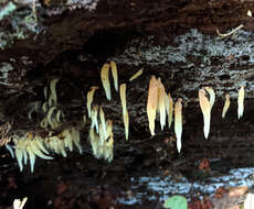 Image de Mucronella pendula (Massee) R. H. Petersen 1980