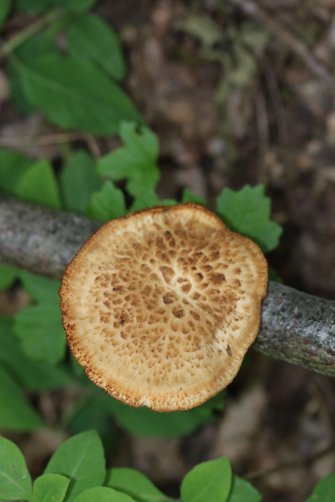 Imagem de Polyporus tuberaster (Jacq. ex Pers.) Fr. 1821