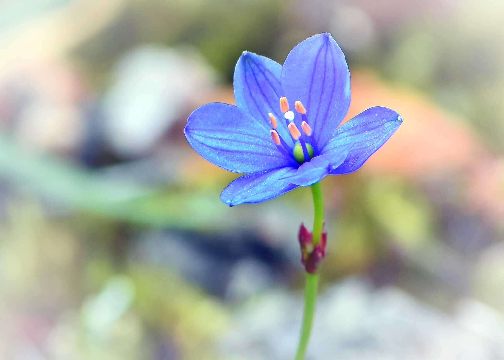 Image of Chamaescilla corymbosa (R. Br.) F. Muell. ex Benth.