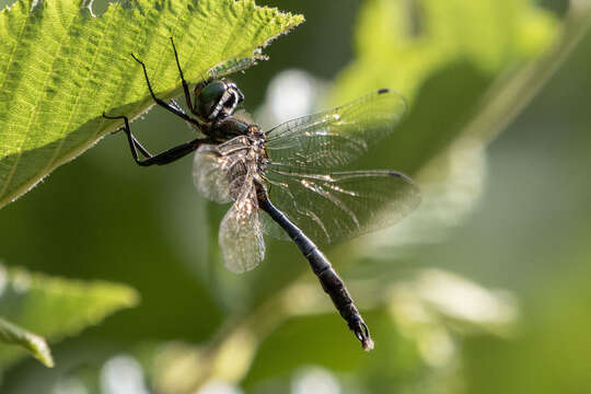 Image of Brush-tipped Emerald