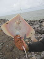 Image of Colares stingray