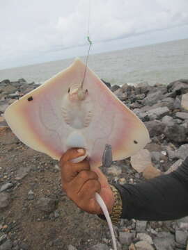 صورة Fontitrygon colarensis (Santos, Gomes & Charvet-Almeida 2004)