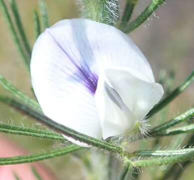 Image de Psoralea floccosa